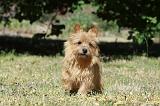 NORWICH TERRIER 042